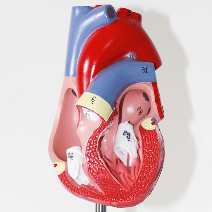 Human Heart Model Learning Resources Cross-Section Human Heart Model - Image 14