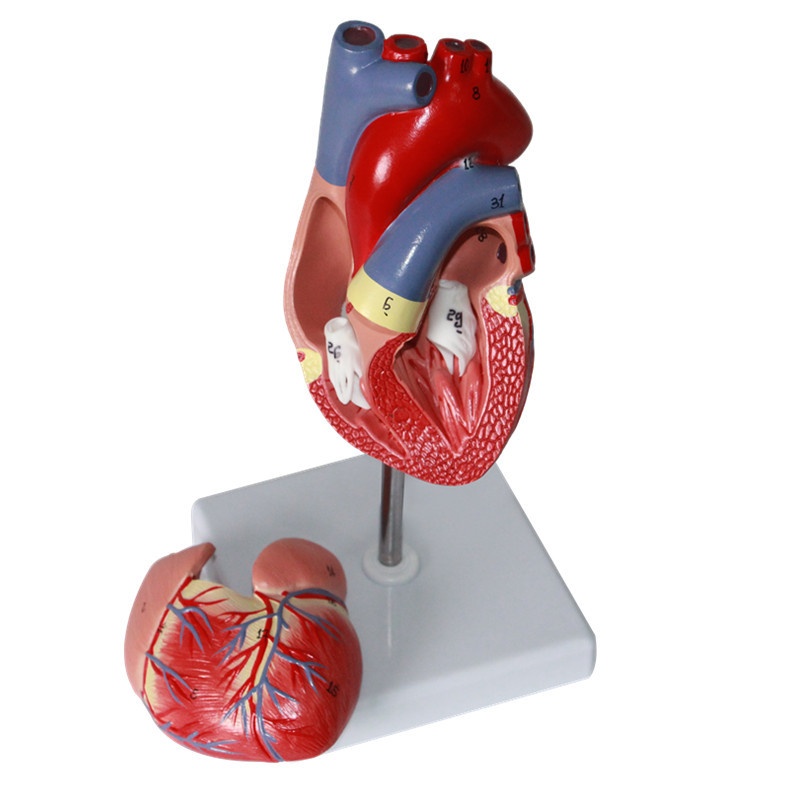 Human Heart Model Learning Resources Cross-Section Human Heart Model - Image 6