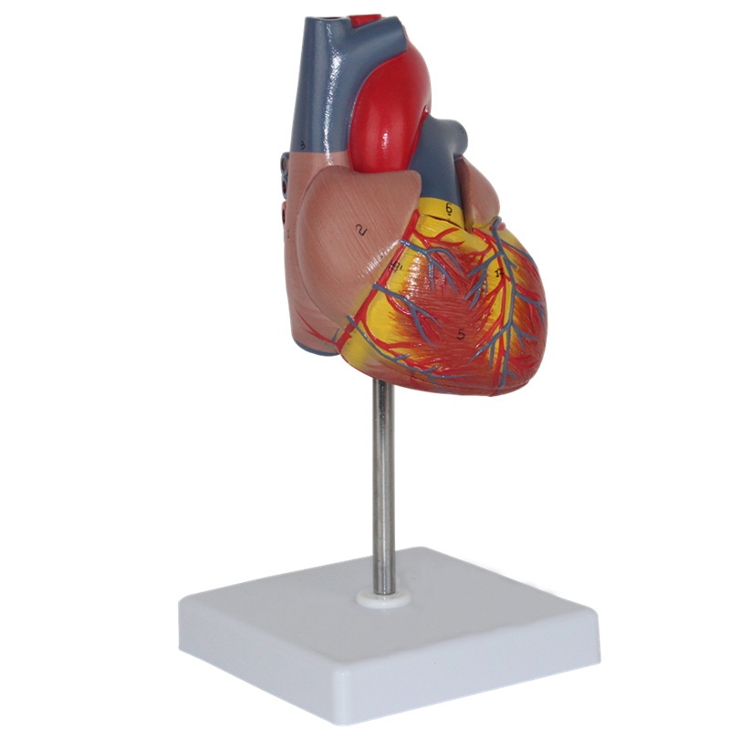 Human Heart Model Learning Resources Cross-Section Human Heart Model - Image 5