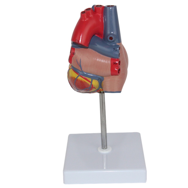 Human Heart Model Learning Resources Cross-Section Human Heart Model - Image 4