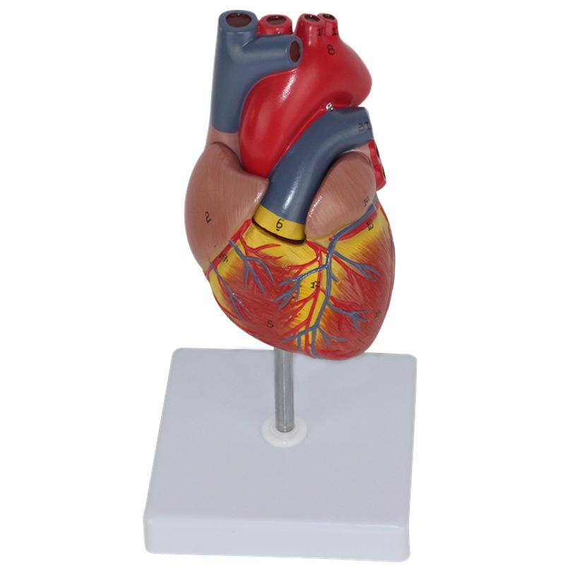 Human Heart Model Learning Resources Cross-Section Human Heart Model - Image 3