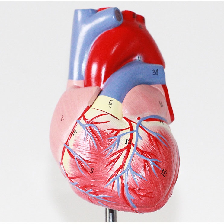 Human Heart Model Learning Resources Cross-Section Human Heart Model - Image 13