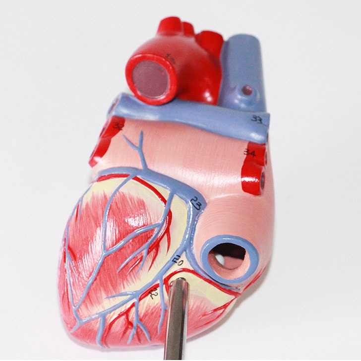 Human Heart Model Learning Resources Cross-Section Human Heart Model - Image 12