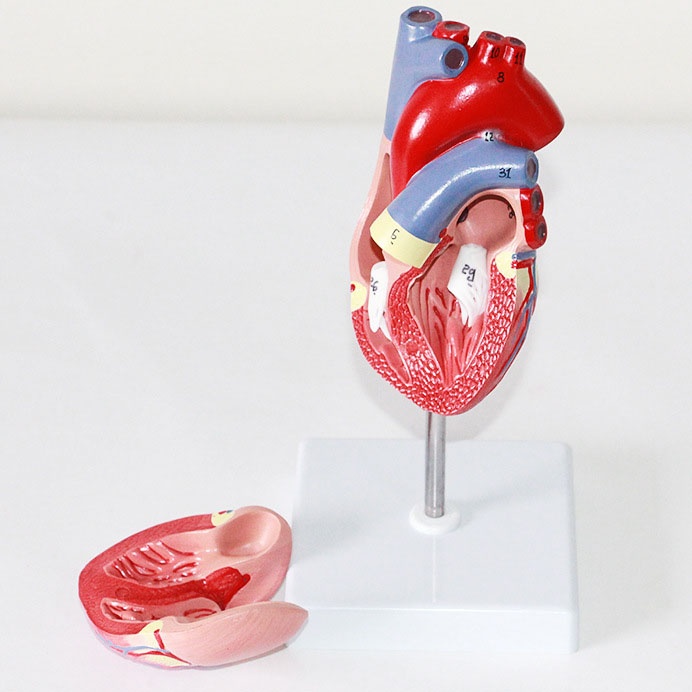 Human Heart Model Learning Resources Cross-Section Human Heart Model - Image 11