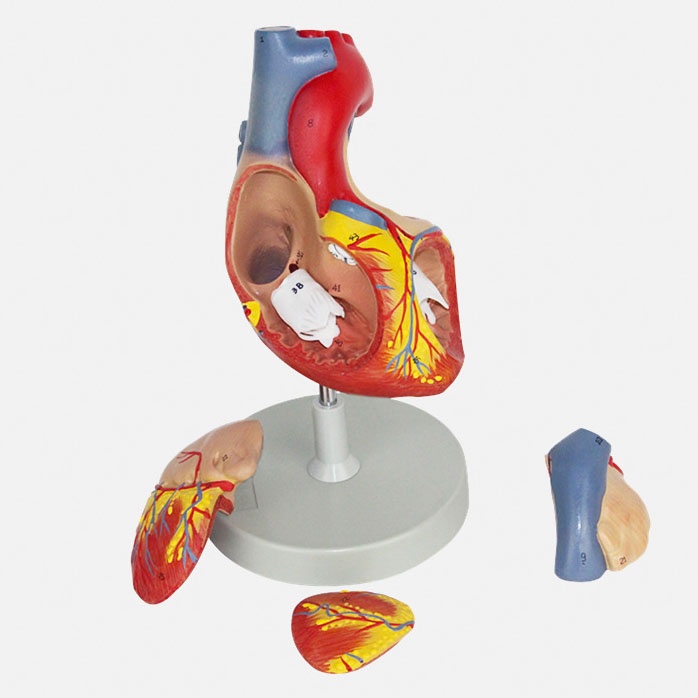 Human Heart Model Learning Resources Cross-Section Human Heart Model - Image 10