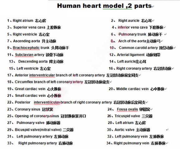 Human Heart Model Learning Resources Cross-Section Human Heart Model - Image 15
