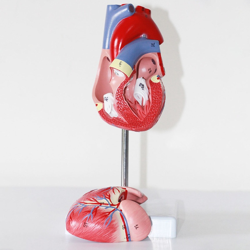 Human Heart Model Learning Resources Cross-Section Human Heart Model - Image 9