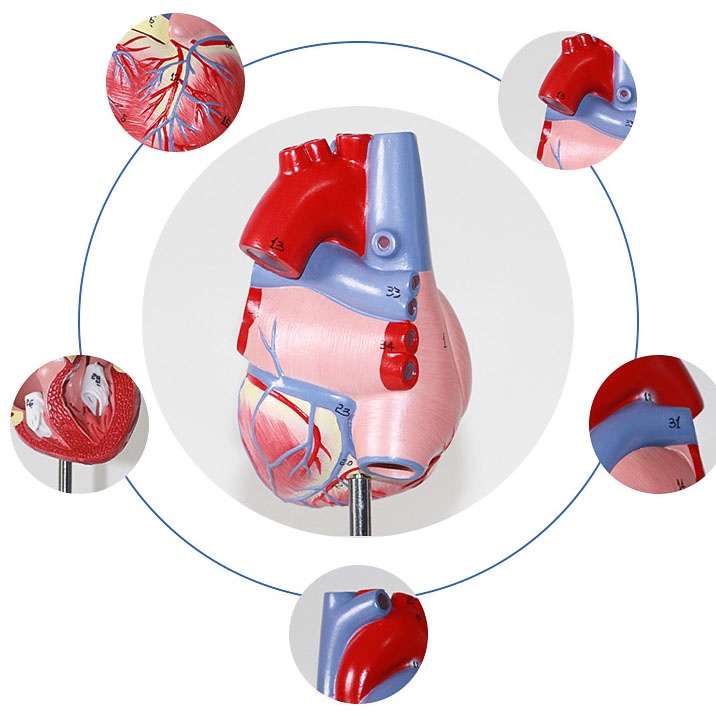 Human Heart Model Learning Resources Cross-Section Human Heart Model - Image 8