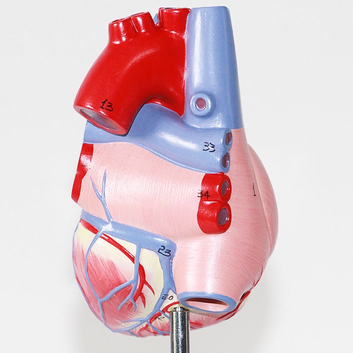 Human Heart Model Learning Resources Cross-Section Human Heart Model - Image 7
