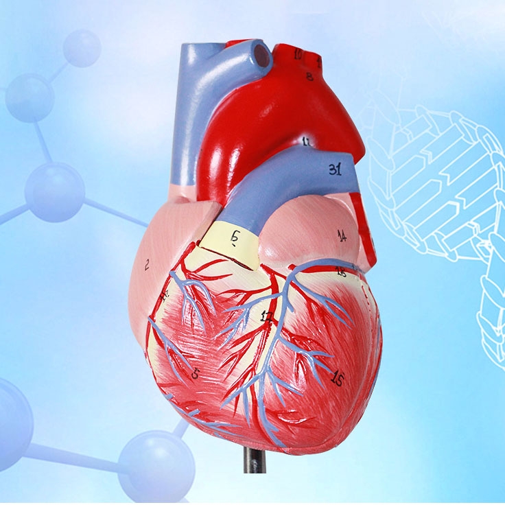 Human Heart Model Learning Resources Cross-Section Human Heart Model - Image 2
